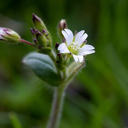 Cerastium fontanum (common mouse-ear chickweed)